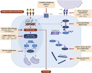 Combining Drugs To Improve Radiotherapy - Prostate Cancer Research